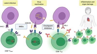 Bystander Memory T Cells and IMiD/Checkpoint Therapy in Multiple Myeloma: A Dangerous Tango?